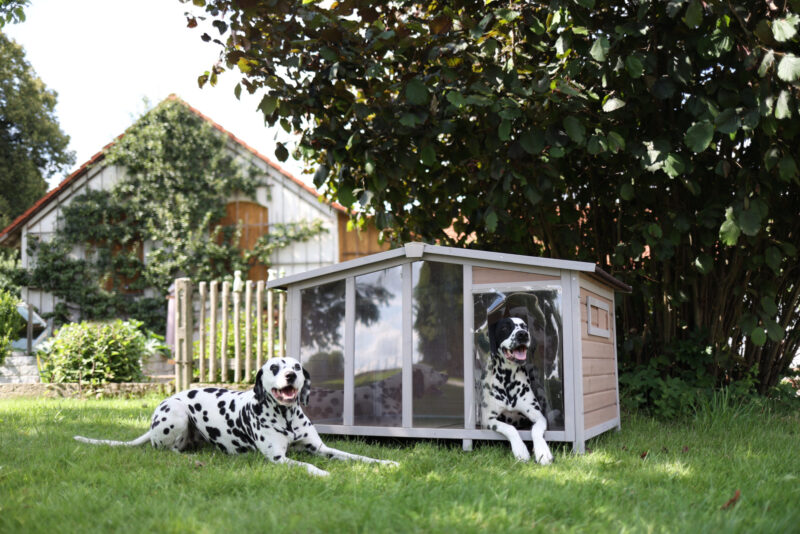 Dog House Overview