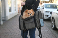 Dog Backpack Vacation