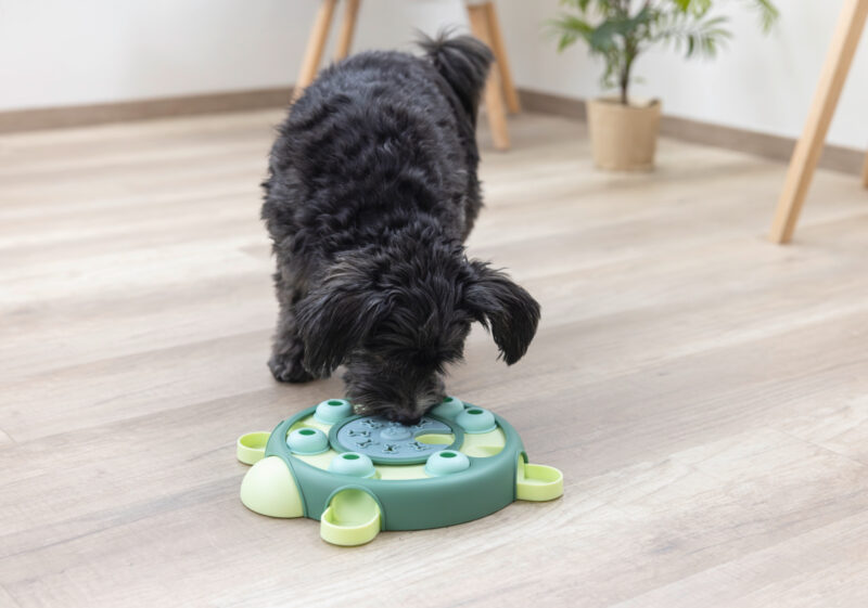 Jeu de réflexion et d'apprentissage Turtle