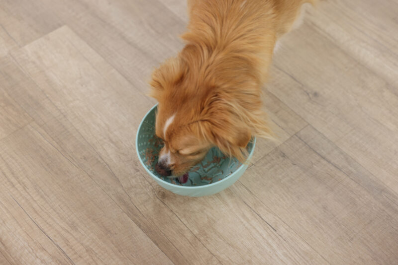 Lick Bowl