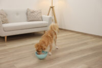 Lick Bowl