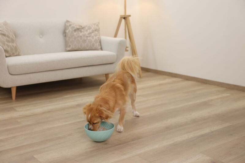 Lick Bowl