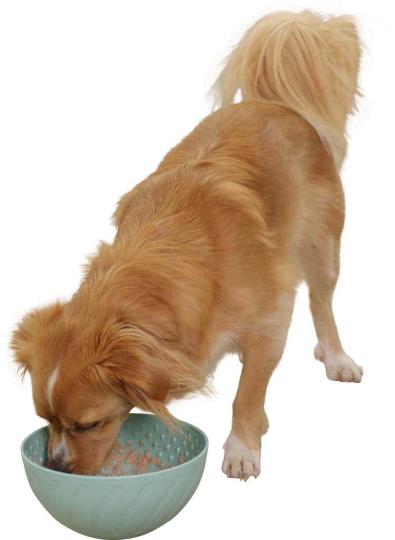Lick Bowl
