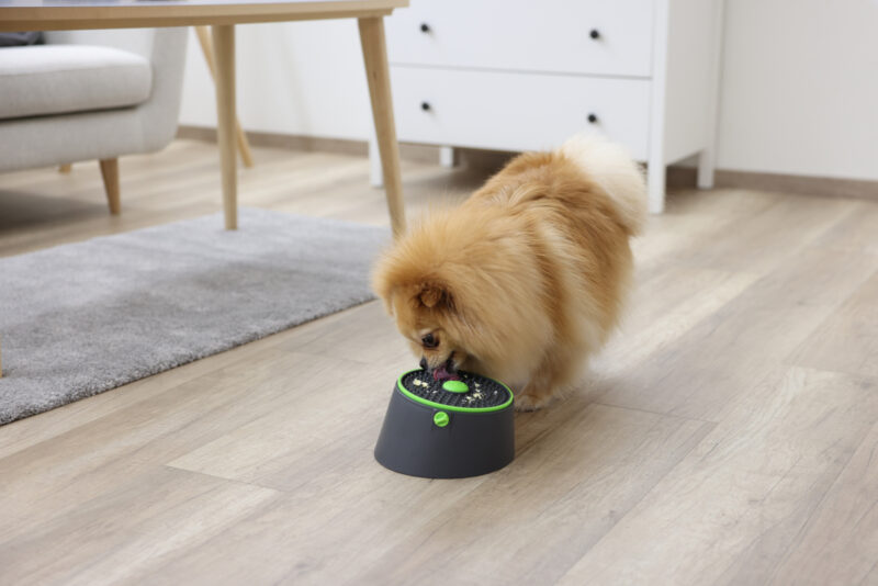 Multifeeder pour chien et chat