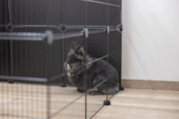 Outdoor Pen Hopsi