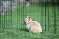 Puppy and Small Animal Pen