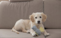 Puppy Toy