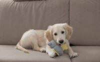 Puppy Toy