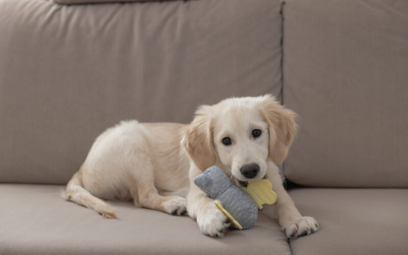 Puppy Toy