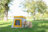 Rabbit Burrow Bunny Base