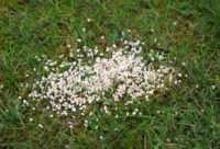 Repellent Granules against Dogs and Cats