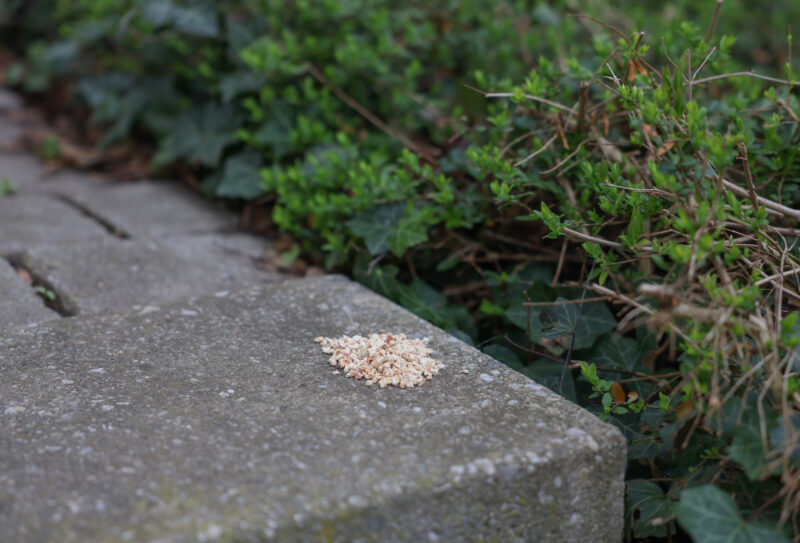 Repellent Granules against Dogs and Cats