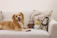 Suede Dog Toy