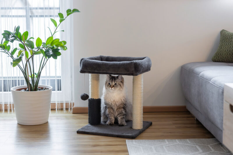 Arbre à chat Rosi
