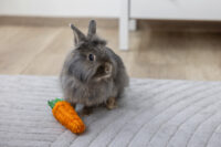 Carotte en sisal