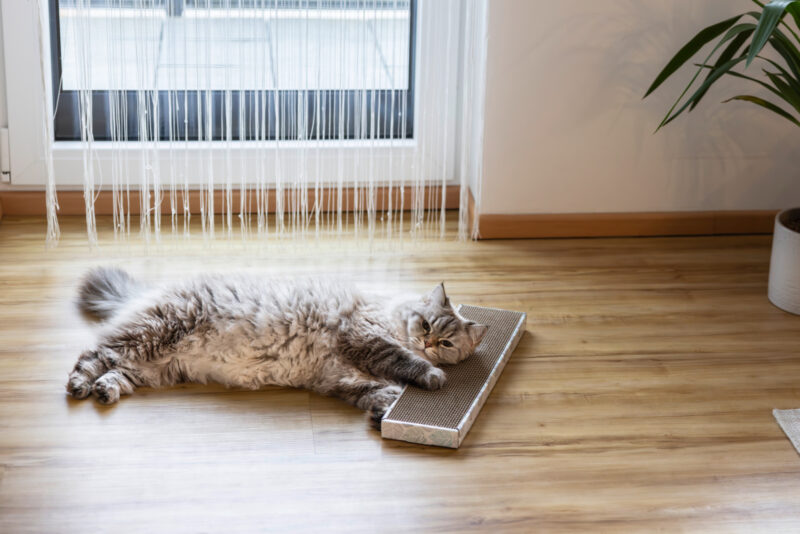 Cat Scratch Board Flat
