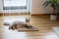 Cat Scratch Board Flat