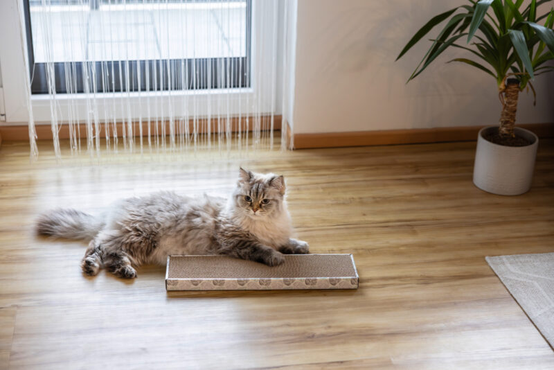 Cat Scratch Board Flat