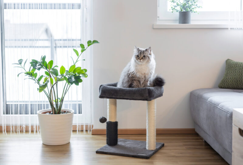 Cat Tree Rosi
