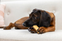 Chewing Cheese