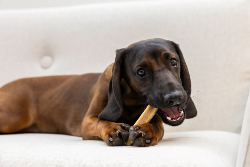 Chewing Cheese