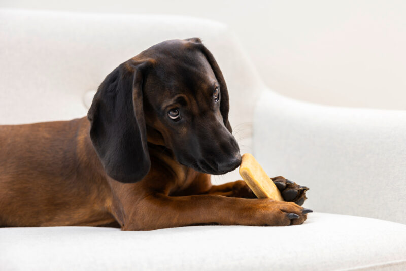 Chewing Cheese