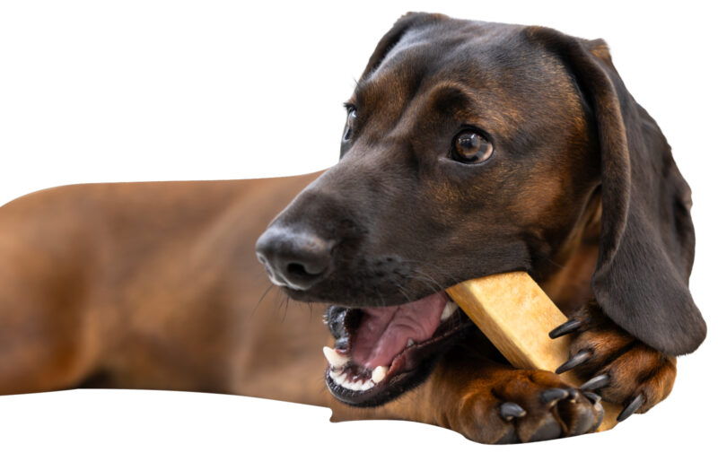 Chewing Cheese
