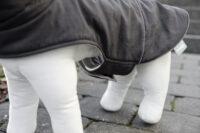 Dog Coat Montreal