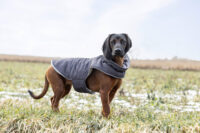 Dog Coat Montreal