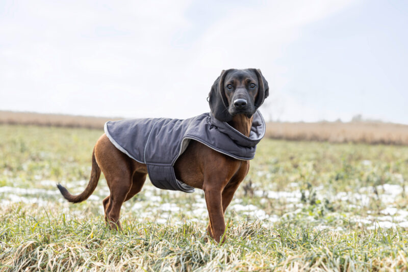 Dog Coat Montreal
