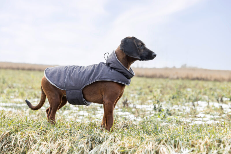 Dog Coat Montreal
