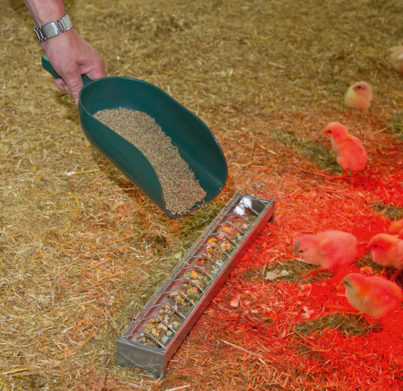 Feed Scoop