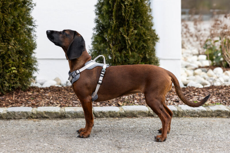 Harness Fitty