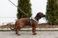 Harness Fitty