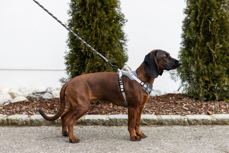 Harness Fitty
