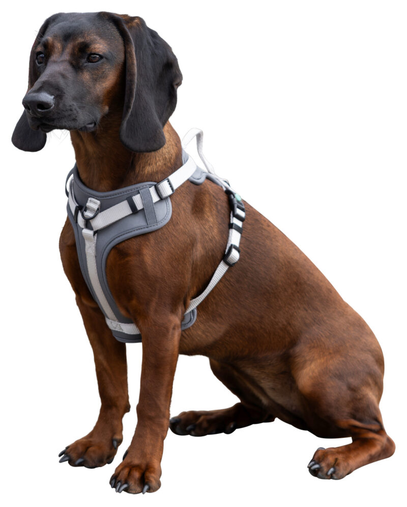 Harness Fitty