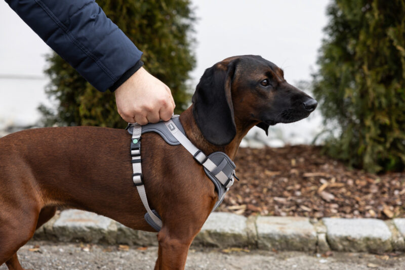 Harness Fitty