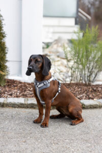 Harness Fitty