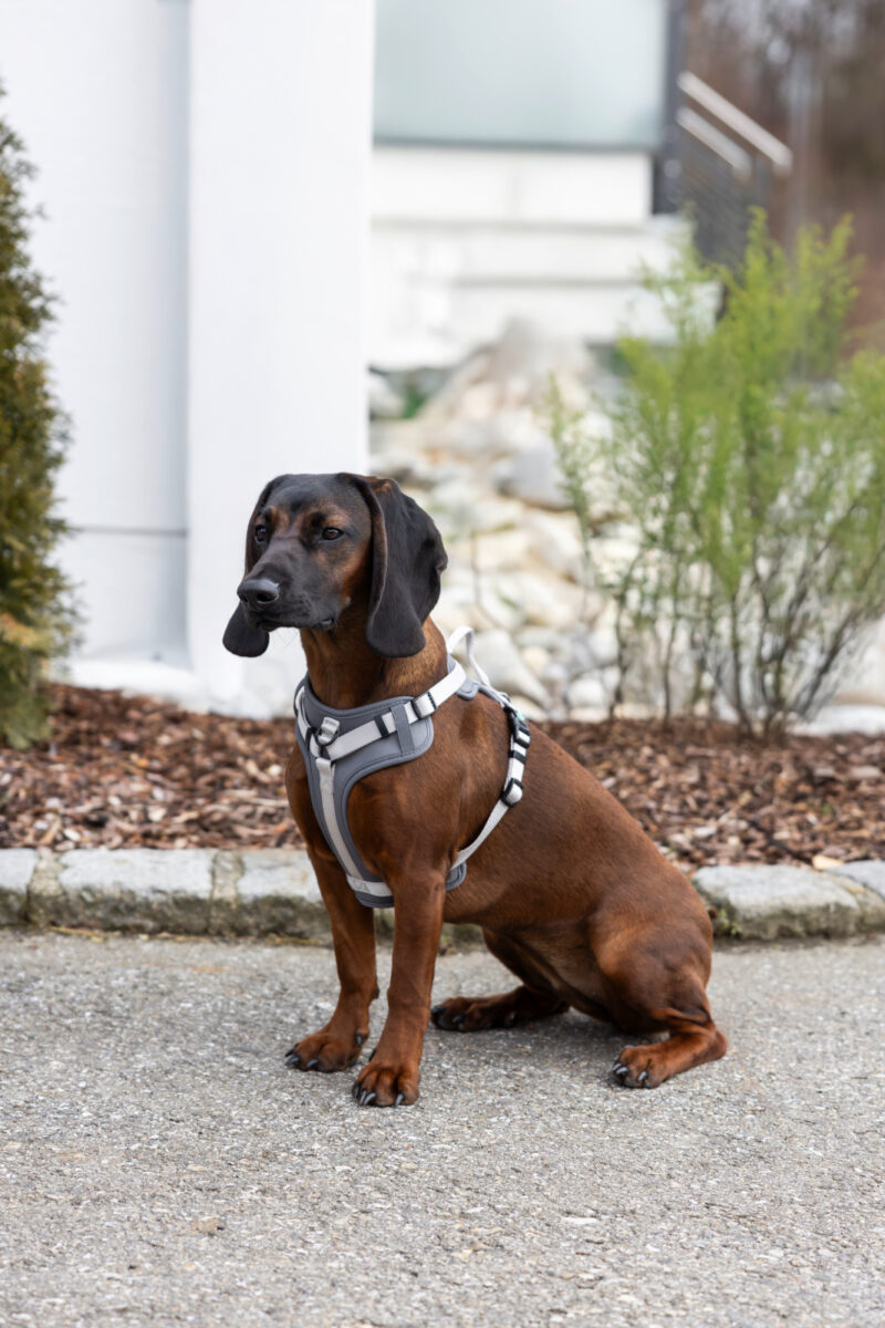 Harness Fitty