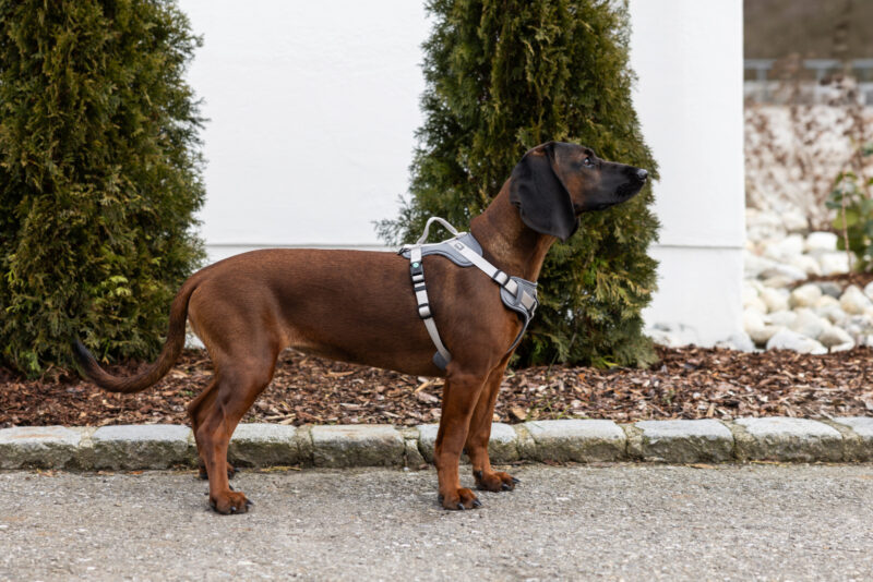 Harness Fitty