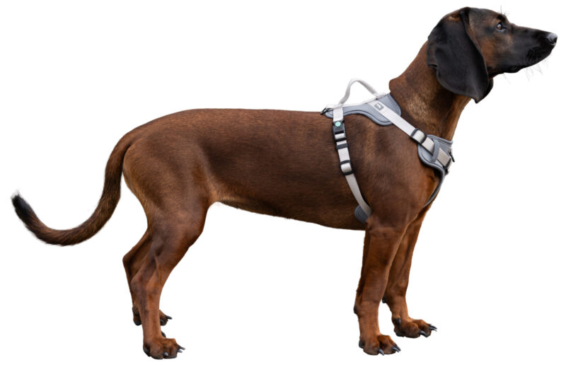 Harness Fitty