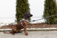 Harness Fitty