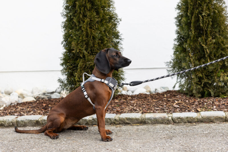 Harness Fitty