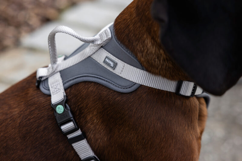 Harness Fitty