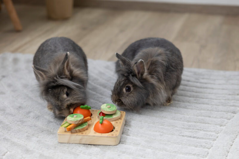 Jeu de réflexion et d'apprentissage Veggie