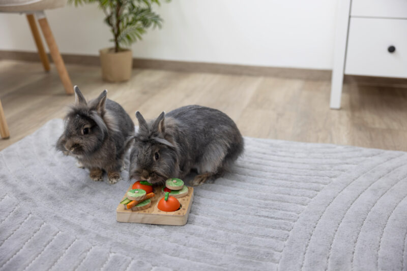 Jeu de réflexion et d'apprentissage Veggie