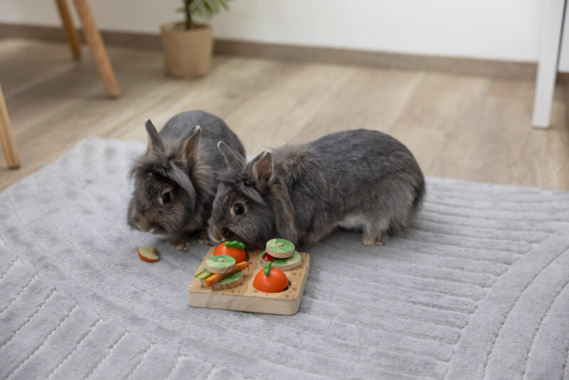 Jeu de réflexion et d'apprentissage Veggie