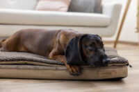 Multi-functional Mattress