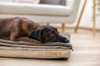 Multi-functional Mattress