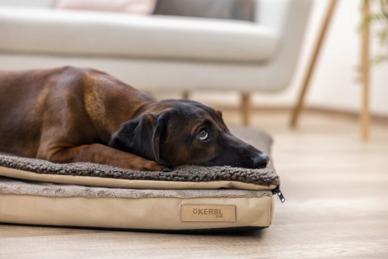 Multi-functional Mattress